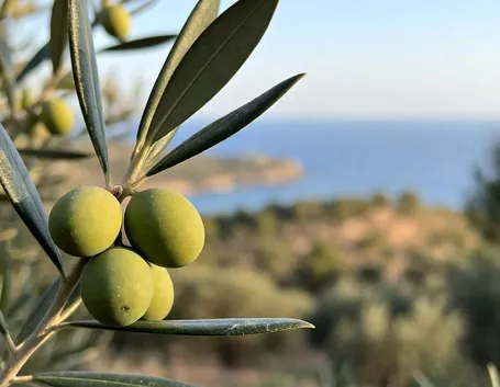 mosca dell'olivo