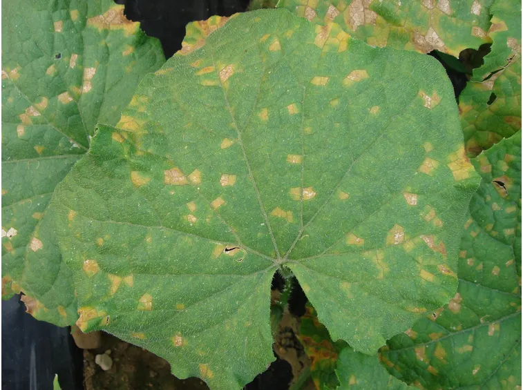 Foglia colpite peronospora