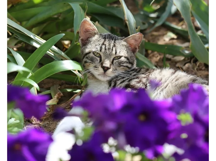 gatto su fiori
