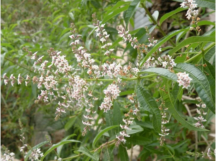 Verbena odorosa