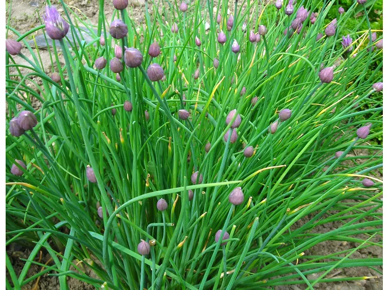 erba cipollina