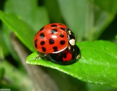Coccinelle...in pausa