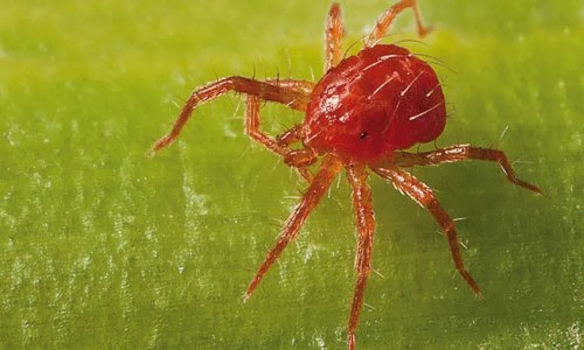 Ingrandimento ragnetto rosso