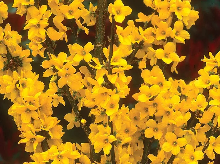 forsythia