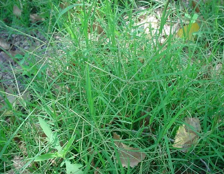 Cynodon dactylon selvatica