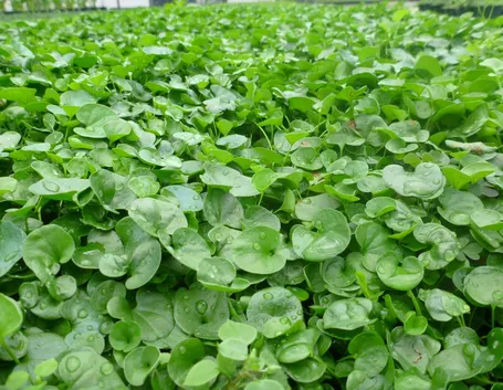 dichondra