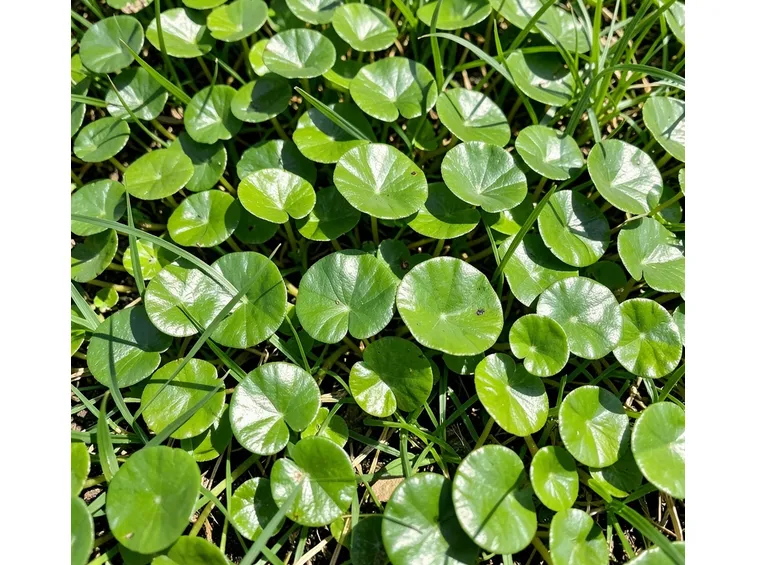 dichondra