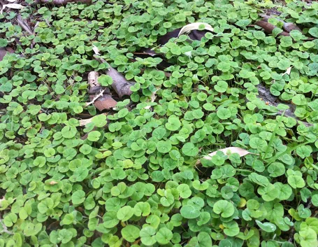 Dichondra repens