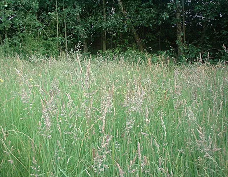 Lolium perenne