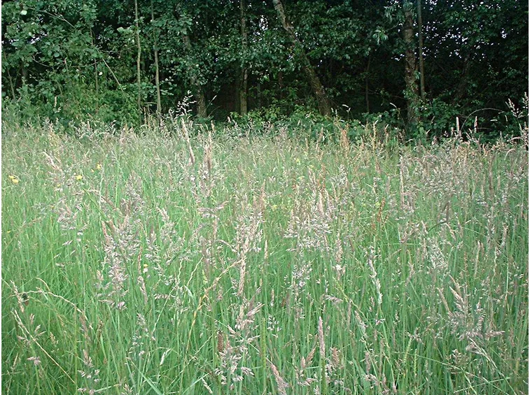 Lolium perenne