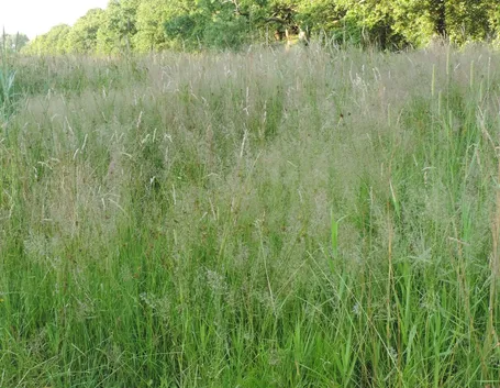 Caratteristiche poa pratensis