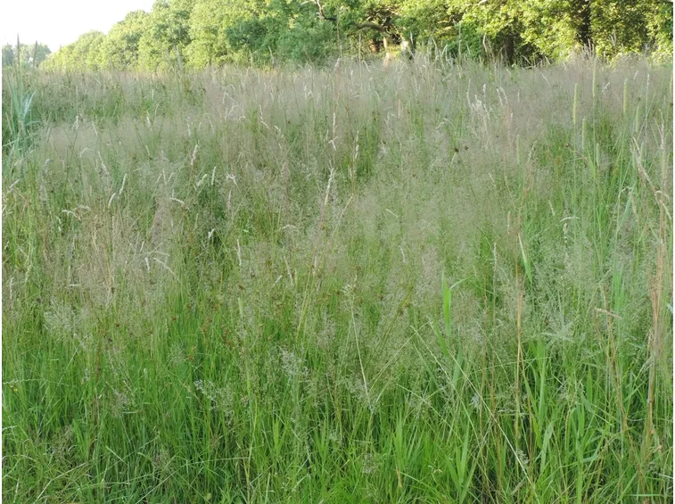 Caratteristiche poa pratensis