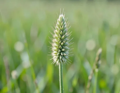 lolium perenne