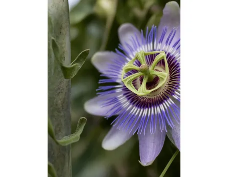 passiflora caerulea