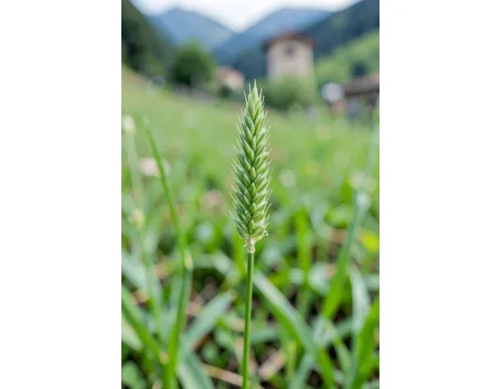 semina prato