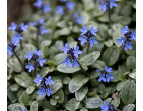 fiori ajuga