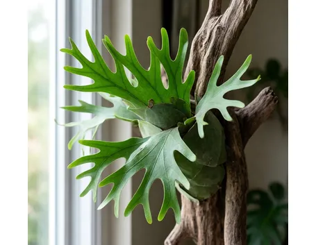 platycerium