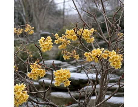 Edgeworthia
