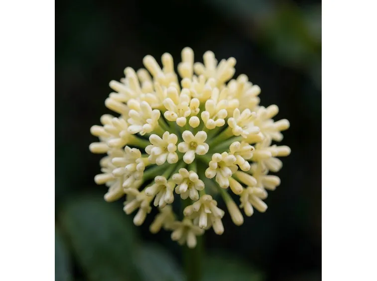 L’edgeworthia 