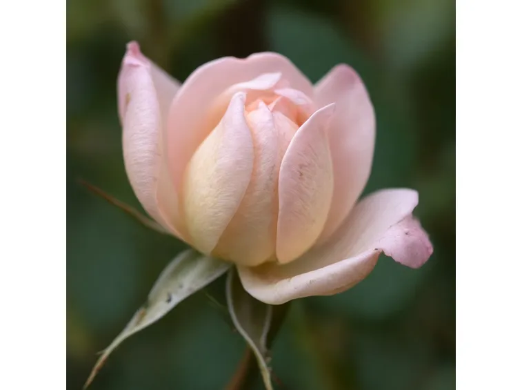 Rosa antica