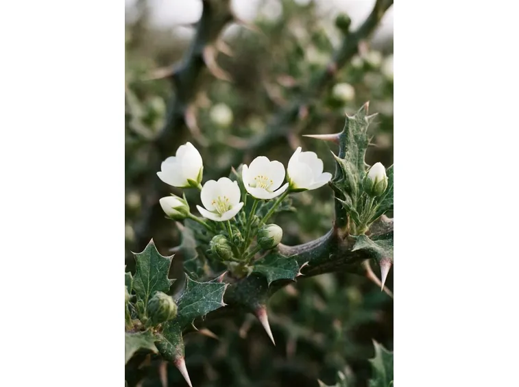 Fiori di Cappero