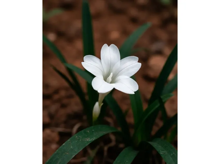 zephiranthes