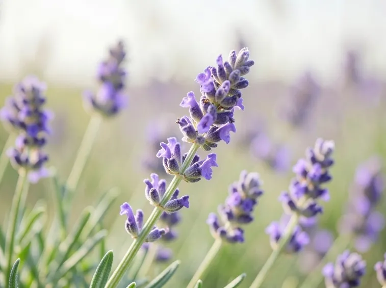 Fiore di lavanda