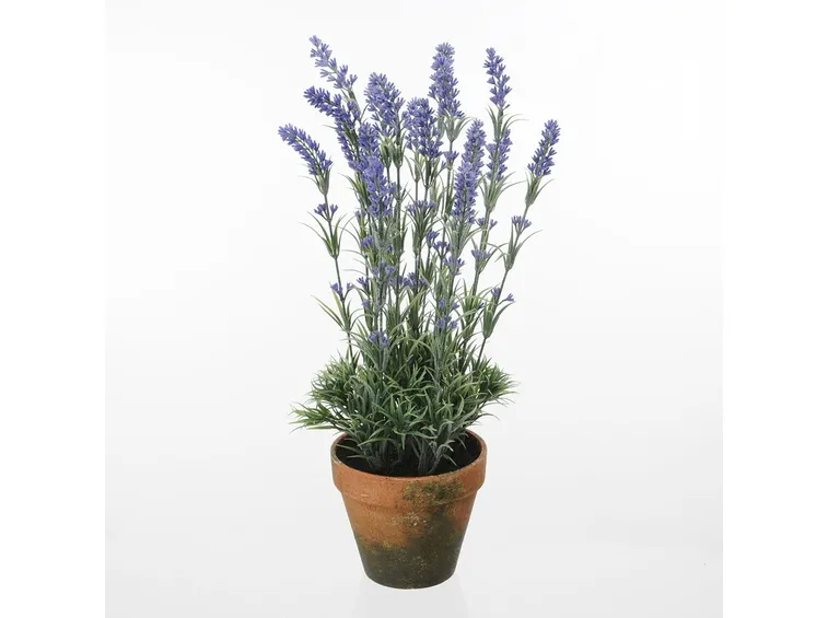 Vaso di lavanda