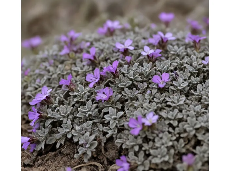 Piante perenni