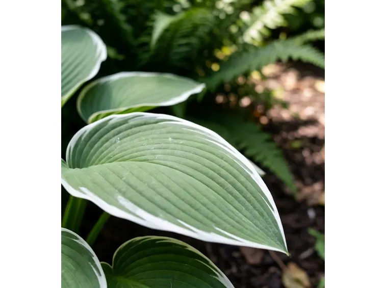 Piante perenni