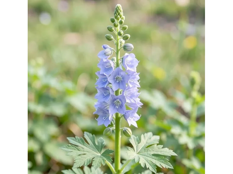 Piante perenni