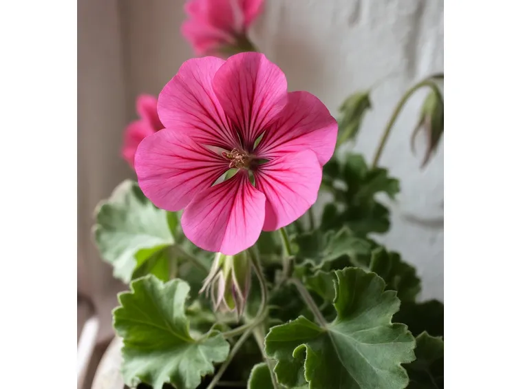 Piante perenni