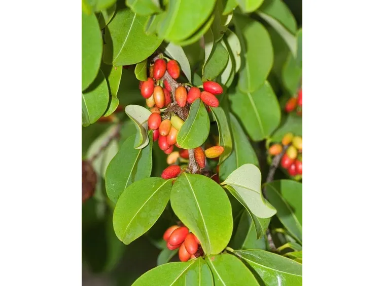 Erithroxilum coca 