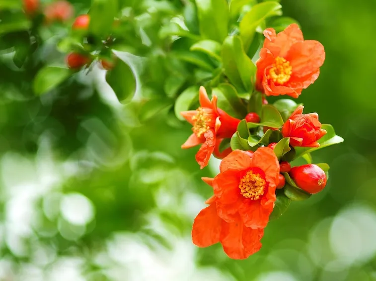 fiore melograno