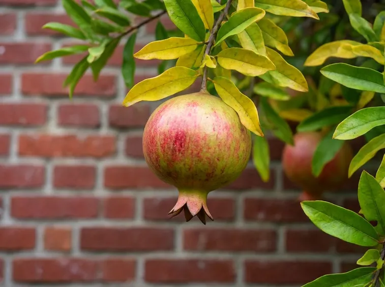 fiori melograno