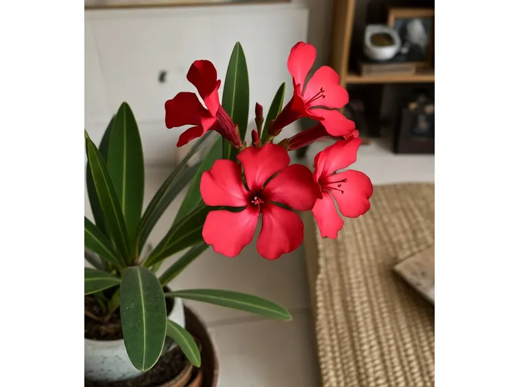 fiore oleandro