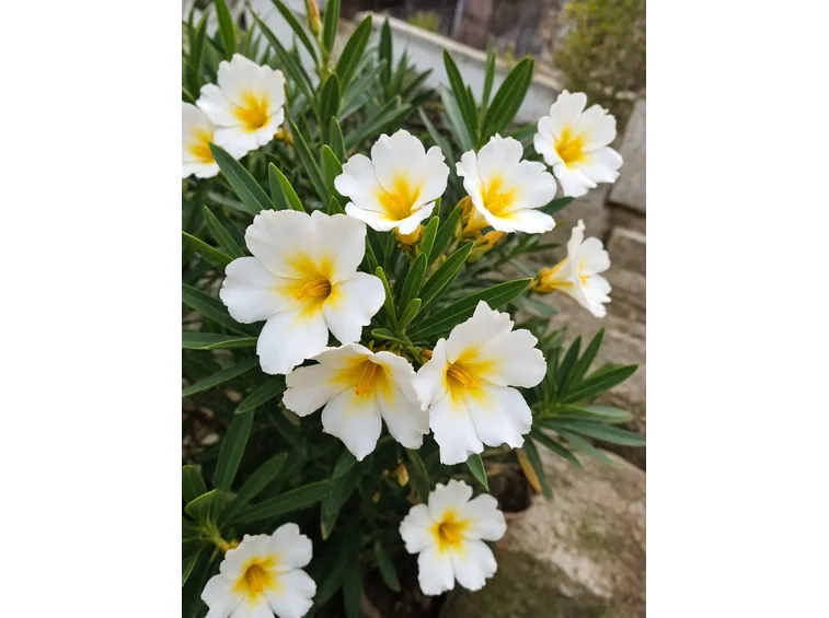 fiori oleandro