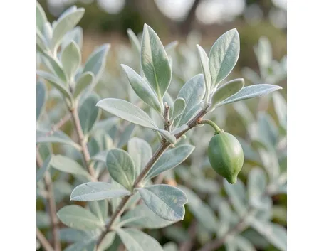oli vegetalli cosmetici