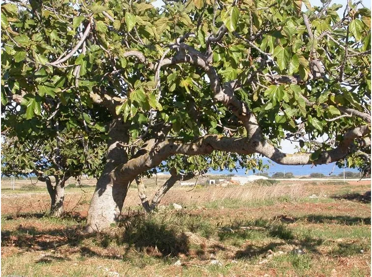 Pianta di fichi