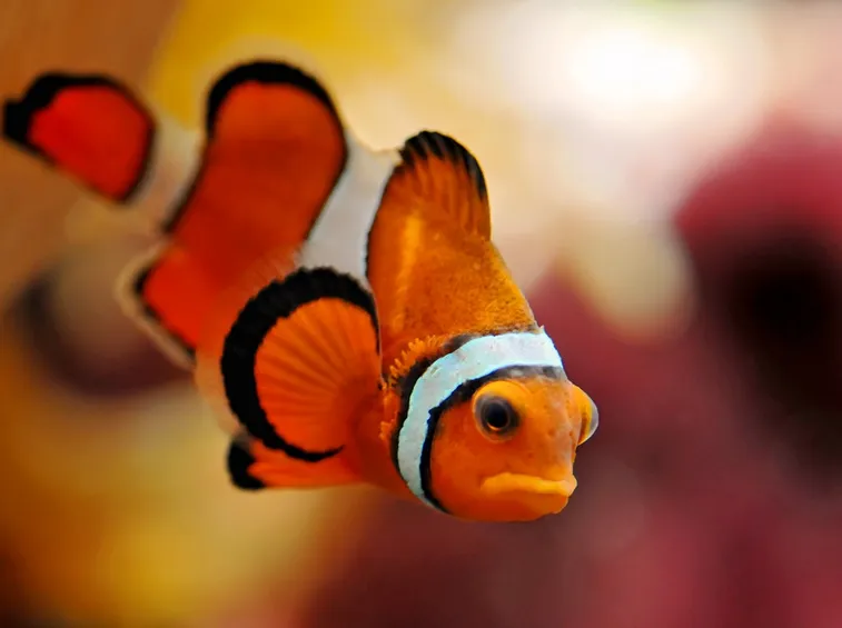 Pesce pagliaccio acquario