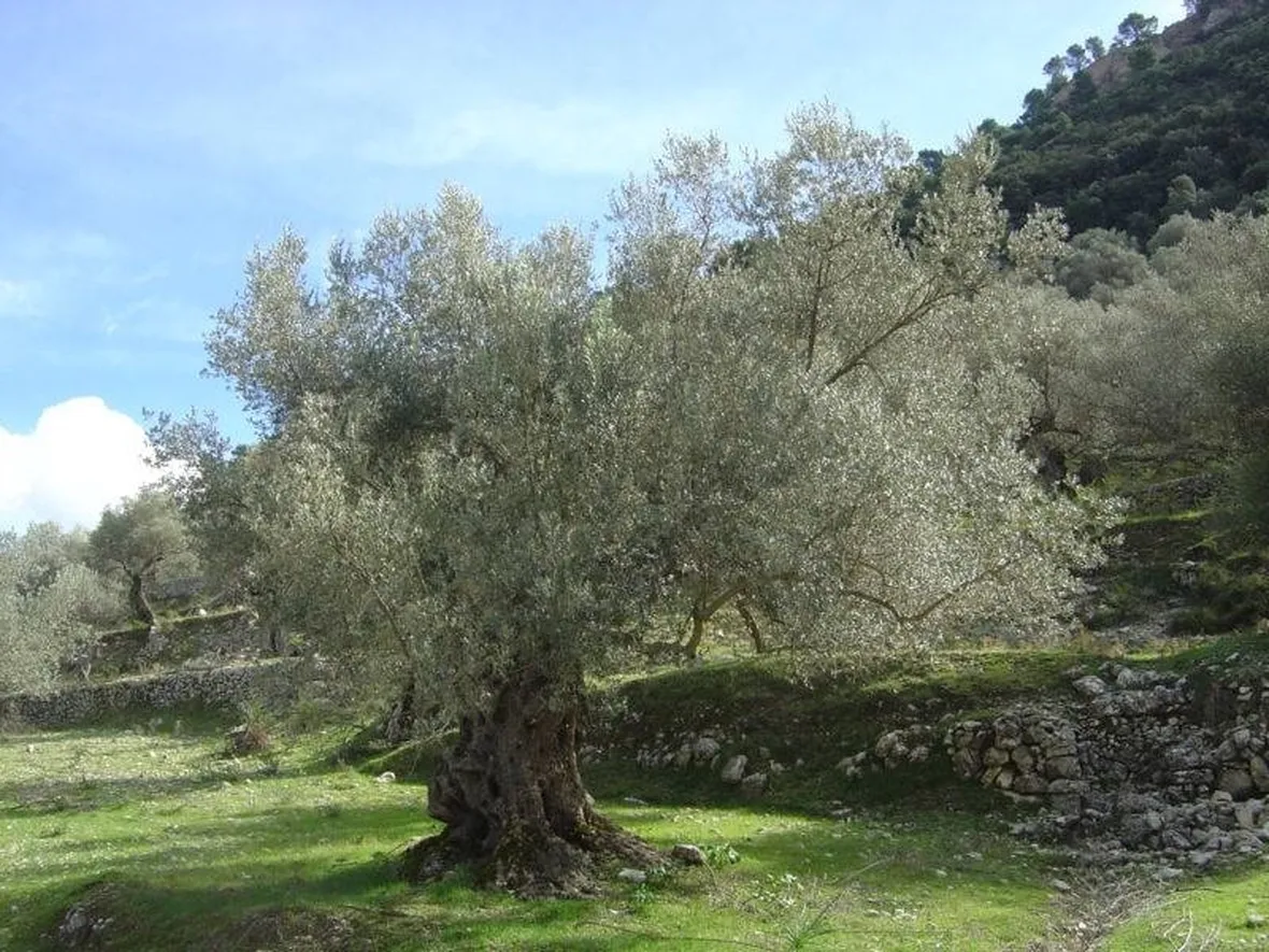 olivo