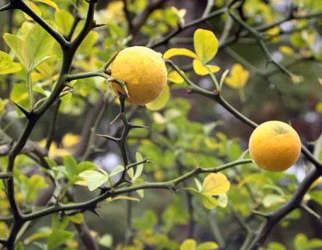 Limone selvatico
