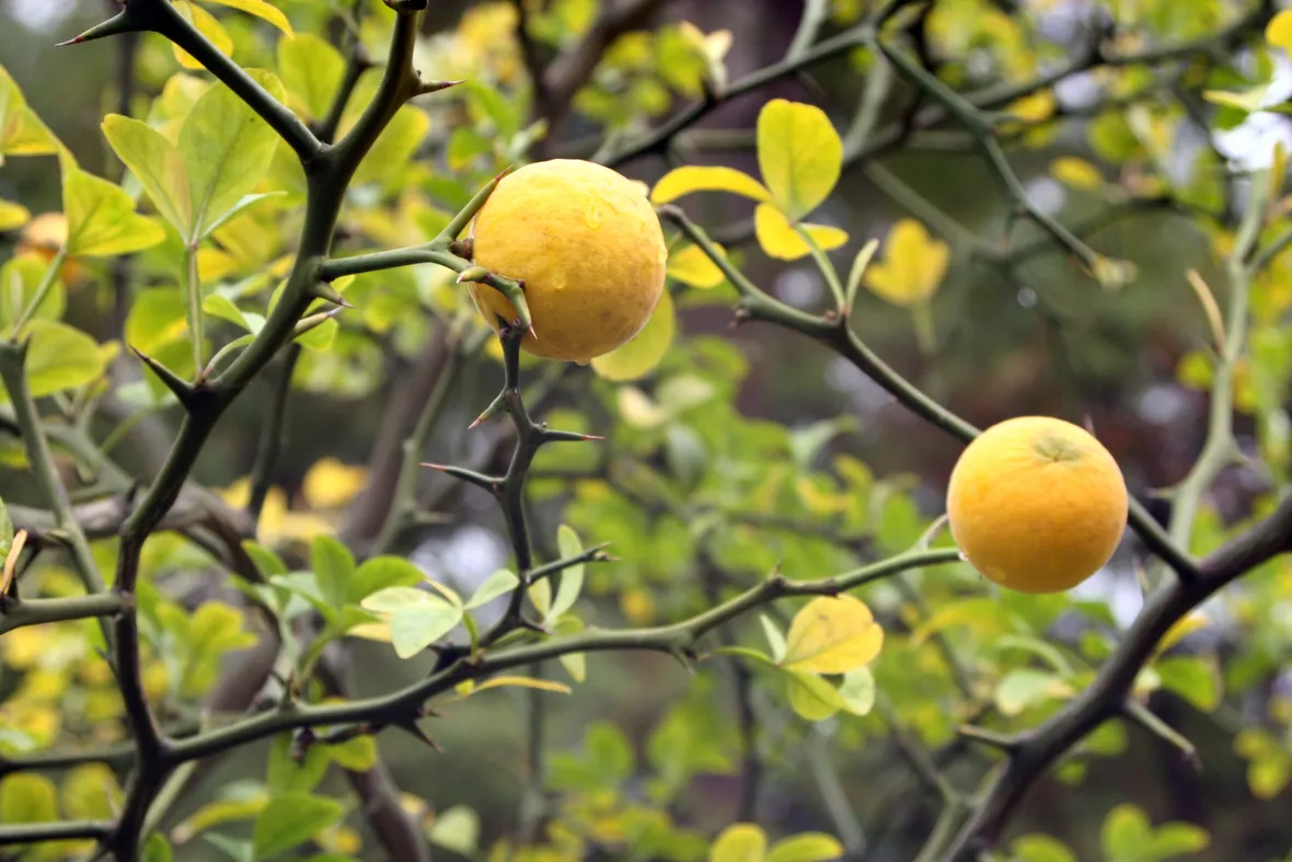 Limone selvatico