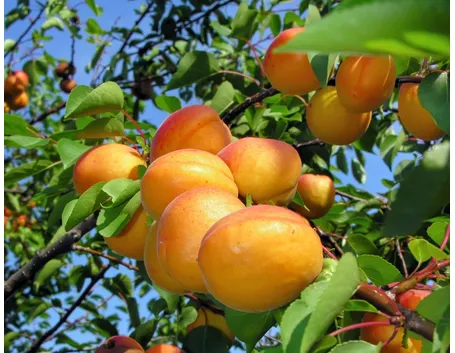 pianta albicocche