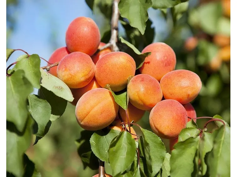 Abbondante ramo fruttifero