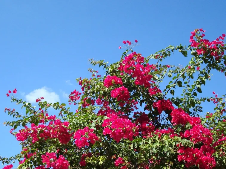 bouganville