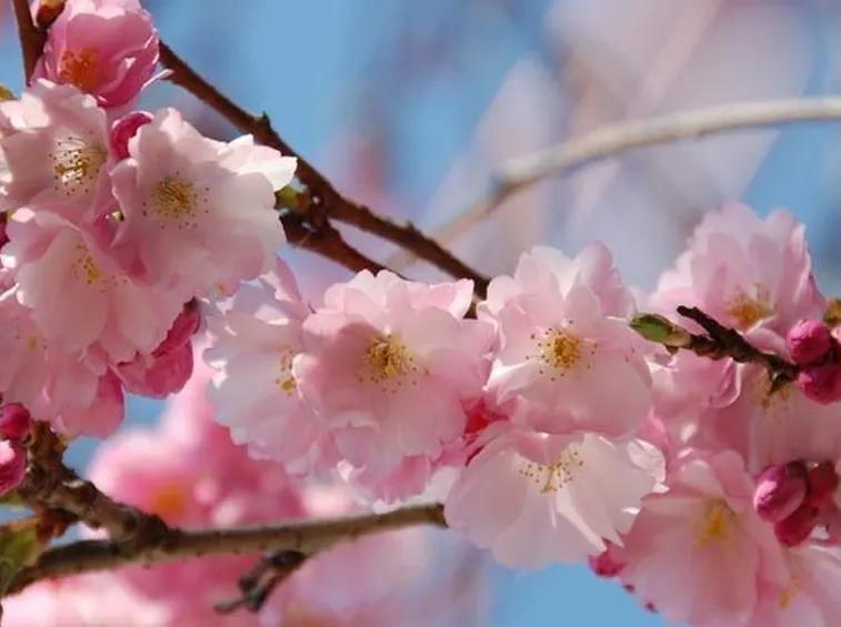 Infiorescenza del ciliegio a primavera
