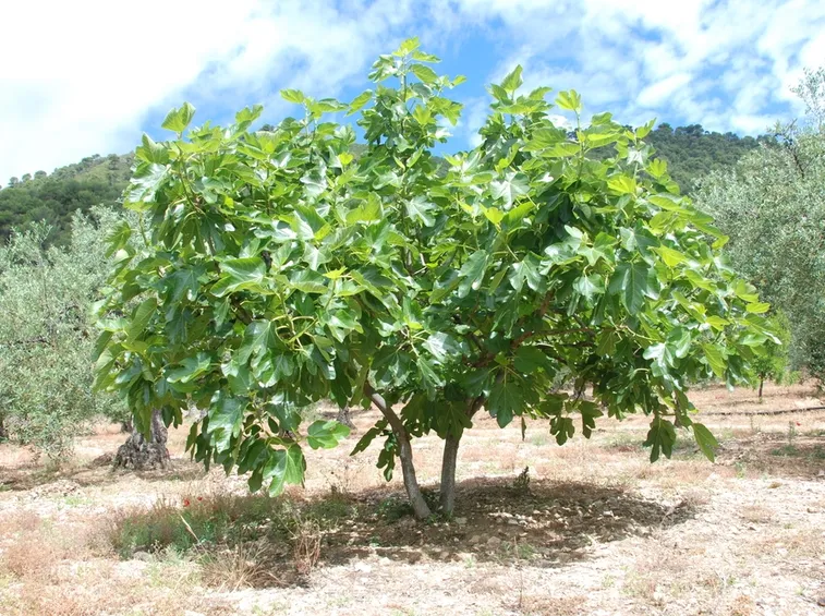 Albero fico