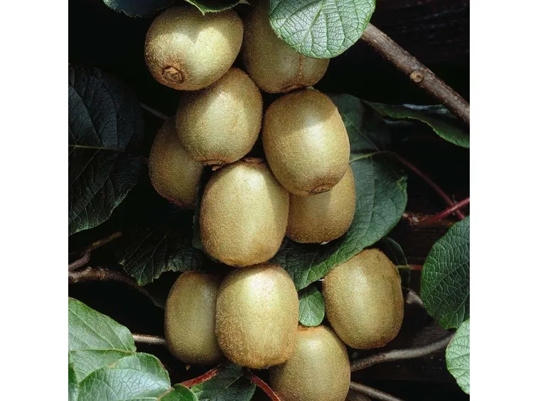 Pianta kiwi frutti
