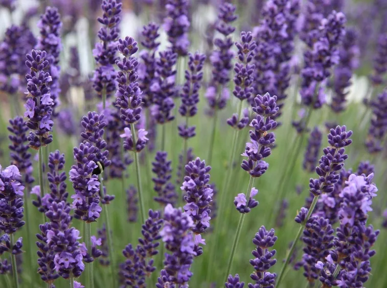 lavanda